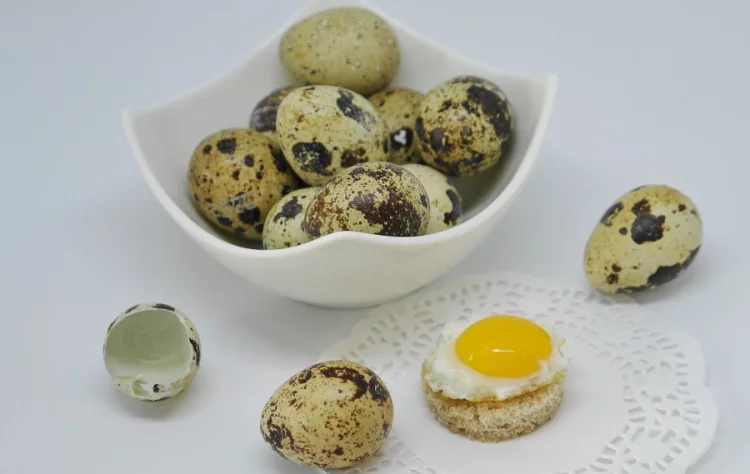 Telur Puyuh, Keci-kecil Banyak Manfaatnya untuk Kesehatan » JOGLOSEMAR NEWS