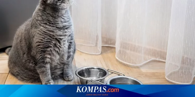 6 Cara Mencegah Kucing Peliharaan Mengalami Obesitas