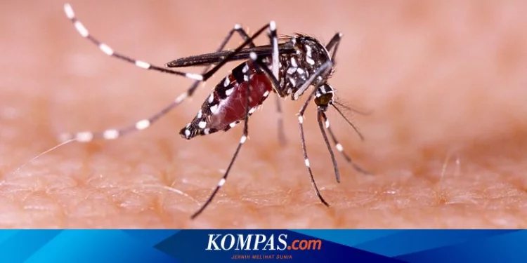 Chikungunya Merebak di Ngawi, Dinkes: Ada 4 Desa yang Terjangkit
