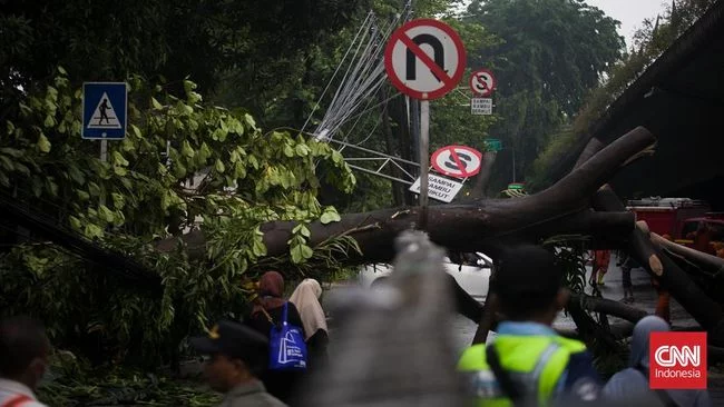 Korban Pohon Tumbang di DKI Berhak Ajukan Santunan Hingga Rp50 juta
