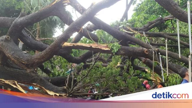 Korban Pohon Tumbang di DKI Bisa Klaim Santunan Hingga Puluhan Juta