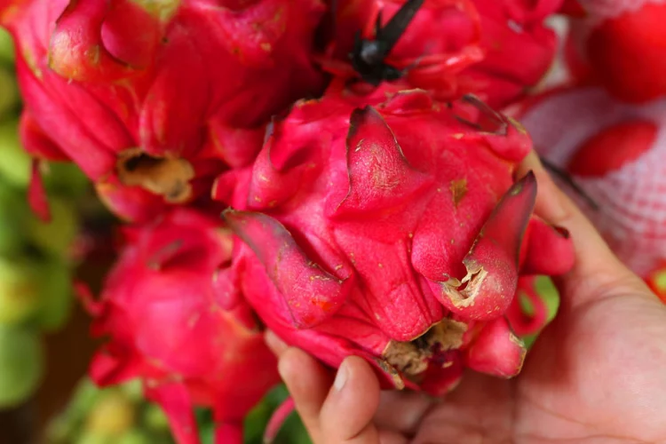 5 Manfaat Buah Naga, Cegah Timbulnya Penyakit Kronis Ini