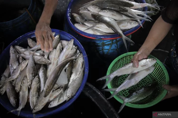 TPUKP KKP sebut ikan bandeng Aceh tembus pasar internasional