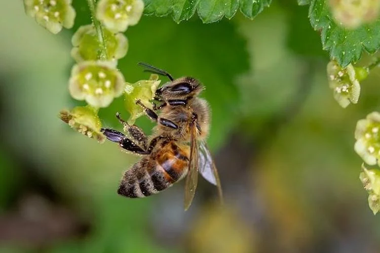 Wow, Senyawa Racun Lebah Dapat Menghancurkan Kanker Payudara