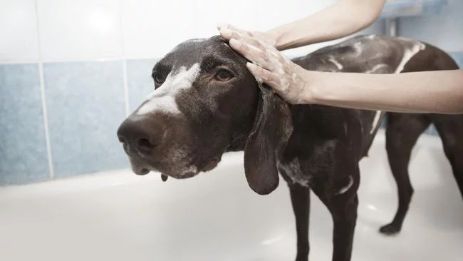 Studi Ungkat Manfaat Membelai Anjing untuk Kesehatan Otak