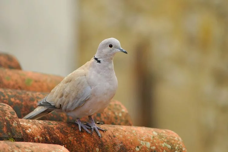 Cegah Flu pada Perkutut dengan Bahan Alami Ini, Burung Peliharaan Kamu Dijamin Tetap Sehat