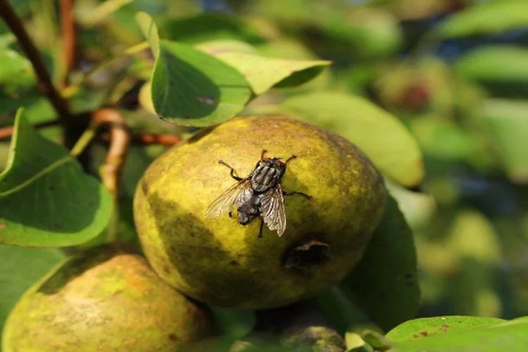 Mengatasi Lalat Buah Pada Jambu Kristal Menggunakan Pestisida Daun Jeruk Bikin Hama Mabuk, Simak Caranya!