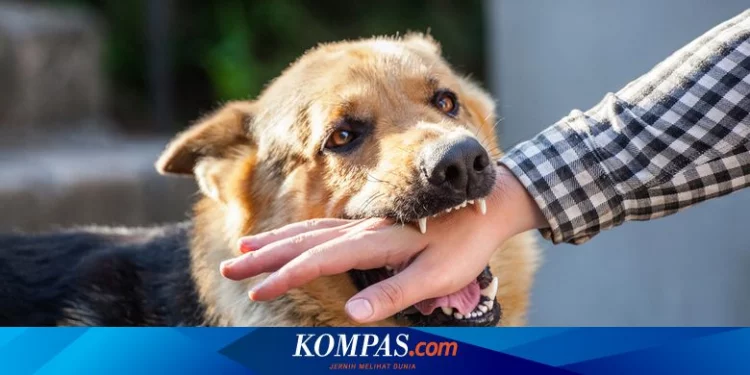 Tanda-tanda Rabies yang Harus Diwaspadai Setelah Digigit Anjing Halaman all