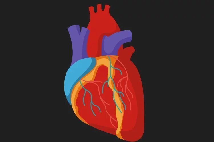 Penyebab dan Gejala Penyakit Jantung Koroner Berikut Ini Sebaiknya Diketahui Sedini Mungkin