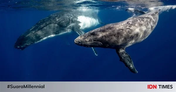 Hari Konvensi Ikan Paus Internasional, Hewan Ini Tidak Boleh Diburu