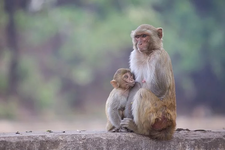 Video Monyet Turun ke Pemukiman di Kota Bandung, Kadiskar PB Peringatkan Warga agar Tidak Sebar Hoaks