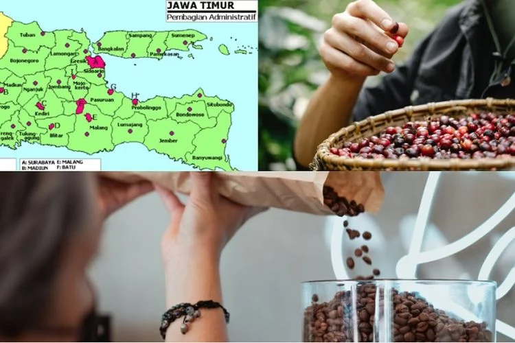 KEREN! Tembus Pasar Internasional, Daerah Penghasil Kopi Terbaik Ada di Jawa Timur, Jember Termasuk?