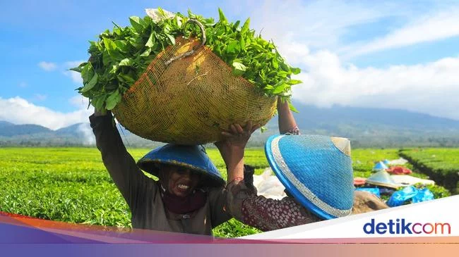 Holding Perkebunan Cetak Laba Rp 5 T, Naik 66,4%