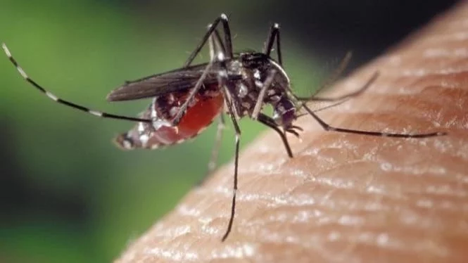 Nyamuk Bermutasi, Disemprot Insektisida Enggak Mempan
