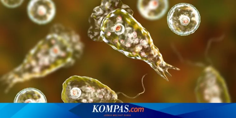 Apa yang Dimaksud Amoeba Pemakan Otak yang Muncul di Korea Selatan? Halaman all