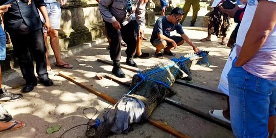 Viral Buaya Ditemukan di Pantai Legian Bali