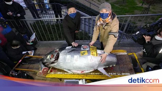 Pernah Lihat Tuna Rp 4,2 Miliar? Nih Penampakannya