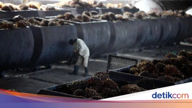 3 Keuntungan Pabrik Migor Anak Usaha BUMN Melantai di Bursa