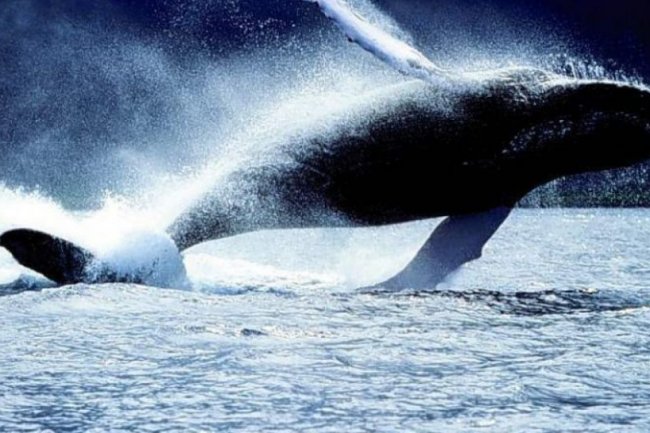 Hari Paus Internasional, Seperti Apa Upaya Konservasi Paus di Dunia?
