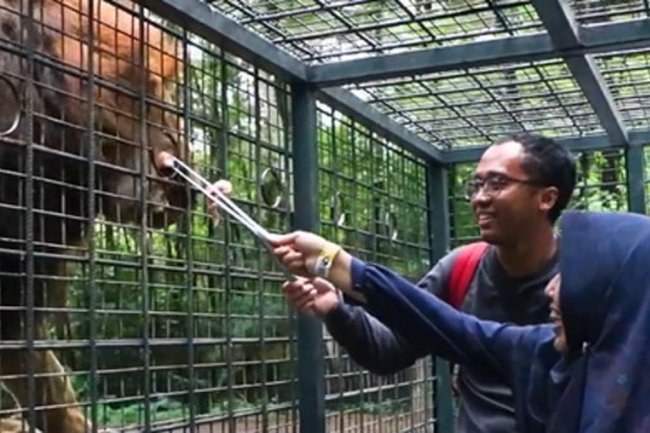 Viral Kasus Singa Tabrak Mobil, Korban Sudah Berdamai dengan Pelaku