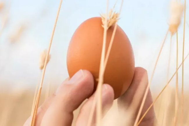 Berguna Sebagai Makanan Sehari-hari, Ketahui Manfaat Pada Telur Untuk Kesehatan