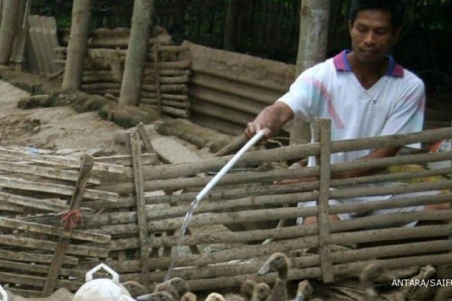 Pemerintah Waspada KLB Flu Burung