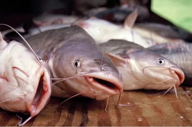 Pakan Lele Super Hemat! Protein Tinggi , dengan Bahan-Bahan Mudah Ditemukan di Sekitar Lingkungan