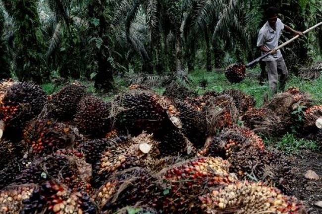 Tenaga Habis di Akhir Bulan, Harga CPO Mulai Loyo Nih