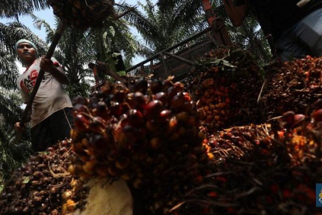 Aneh! Ekspor Naik Terus Tapi Harga CPO Malah Turun
