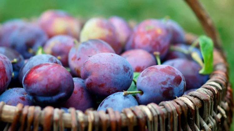 11 Manfaat Buah Plum untuk Kesehatan Tubuh, Menghancurkan Sel Kanker