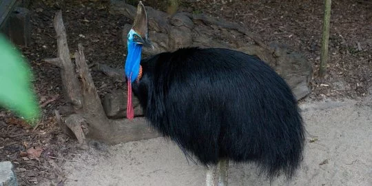 Burung Kasuari Serang Ibu di Papua hingga Meninggal Dunia