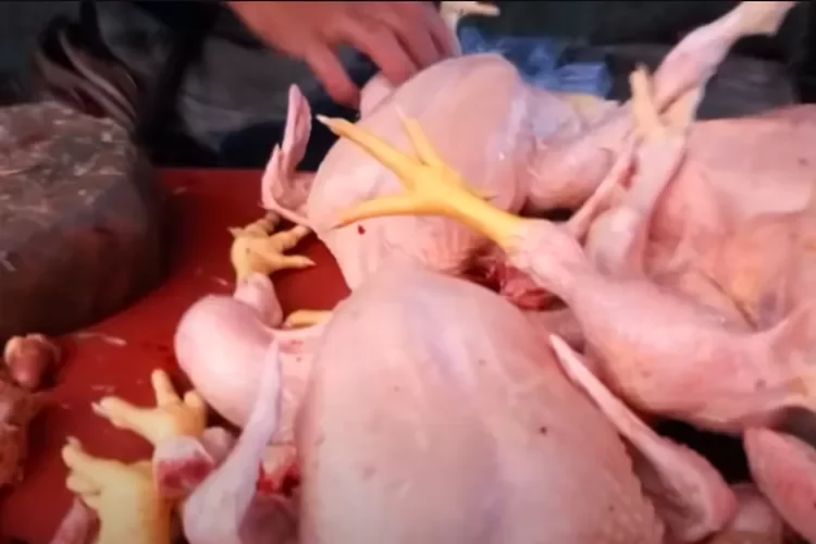 Inilah Bahaya Mengkonsumsi Ayam Broiler untuk Kesehatan Bila Terlalu Sering