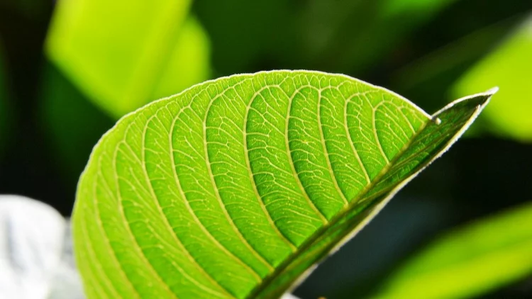 Perhatikan Beberapa Hal Penting Ini Sebelum Memanfaatkan Daun Jambu Biji untuk Rambut