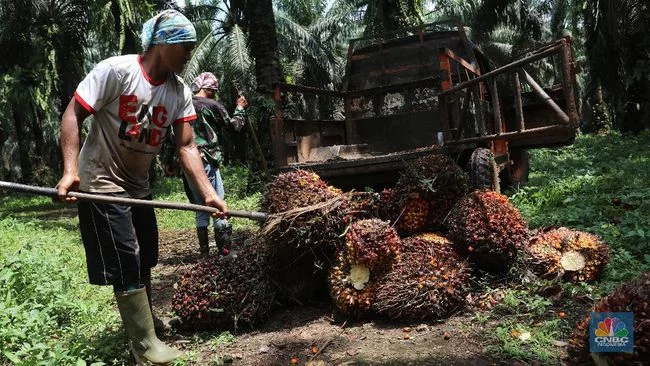 Bos Sawit Full Senyum! Harga CPO Melesat 5%, Ini Penyebabnya