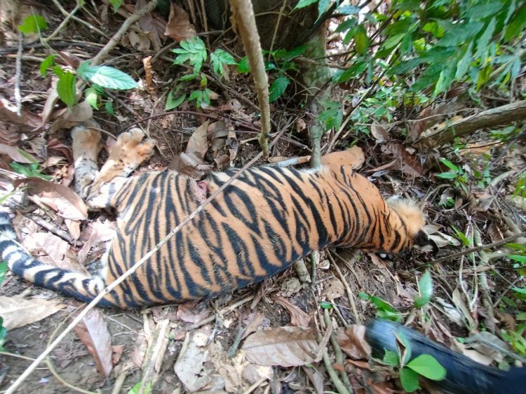 Sedang Dalam Penyelidikan Polres Aceh Timur, Peristiwa Kematian Anak Harimau di Peunaron