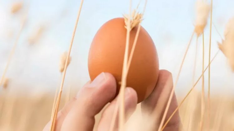 Berguna Sebagai Makanan Sehari-hari, Ketahui Manfaat Pada Telur Untuk Kesehatan