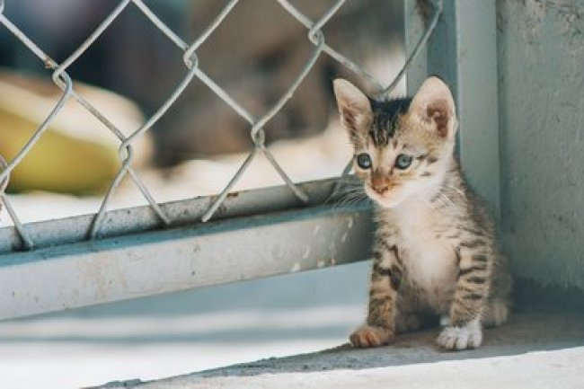 2 Maret Peringati Hari Penyelamatan Kucing Internasional, Ketahui Sejarah dan Tujuan