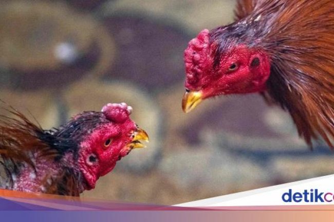 Guru Besar Unair Sebut Penularan Flu Burung ke Manusia Jarang Terjadi