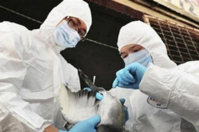 China Laporkan 2 Kasus Flu Burung pada Manusia, Bakal Picu Pandemi?