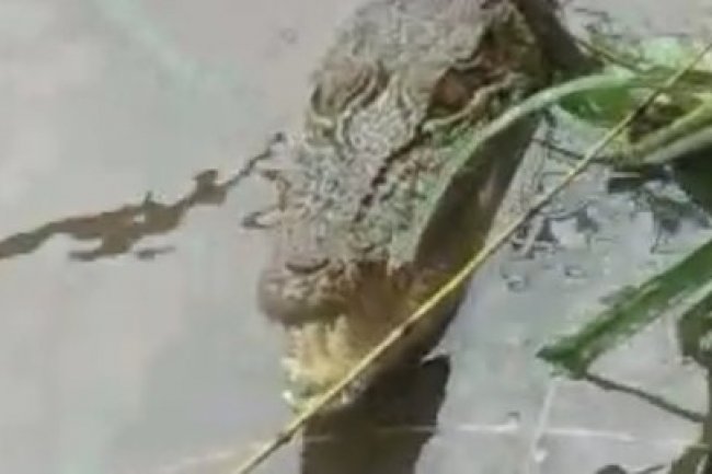 Lagi Mancing Senang Dikira Dapat Ikan Besar, Ternyata Malah Buaya