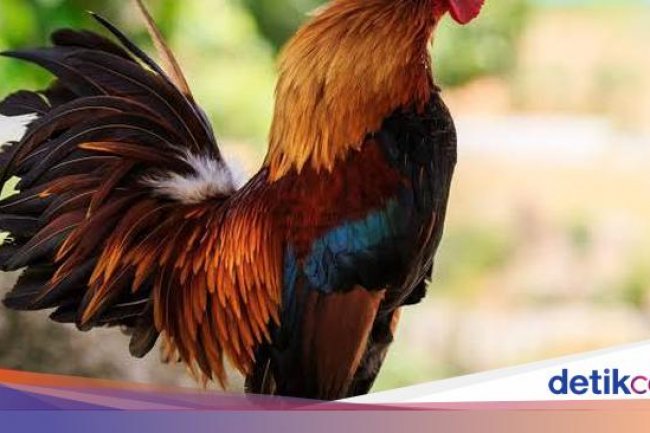Heboh Petisi Bule Protes Kokok Ayam di Bali, Kata Warga hingga soal Judi