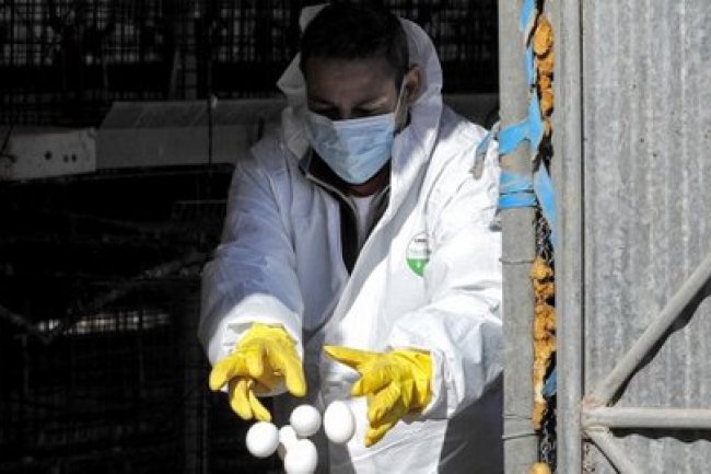 195 Rumah Sakit Disiagakan Kemenkes Hadapi Wabah Flu Burung