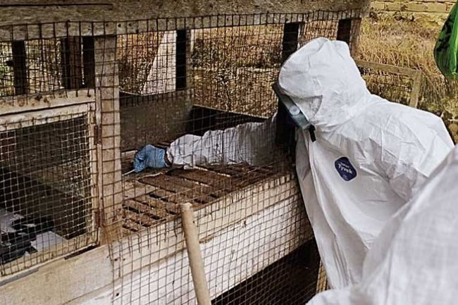 Ratusan Unggas Mati Mendadak di Kampar