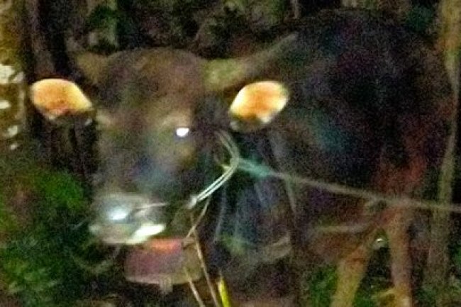 Usai Kawin, Sapi di Bali Mengamuk dan Seruduk Pemiliknya hingga Tewas
