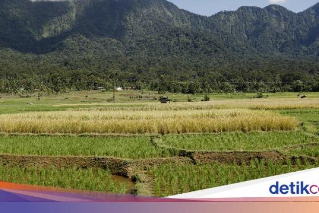 Duh! Ada Ancaman Mengintai Produksi Beras RI Tahun Ini