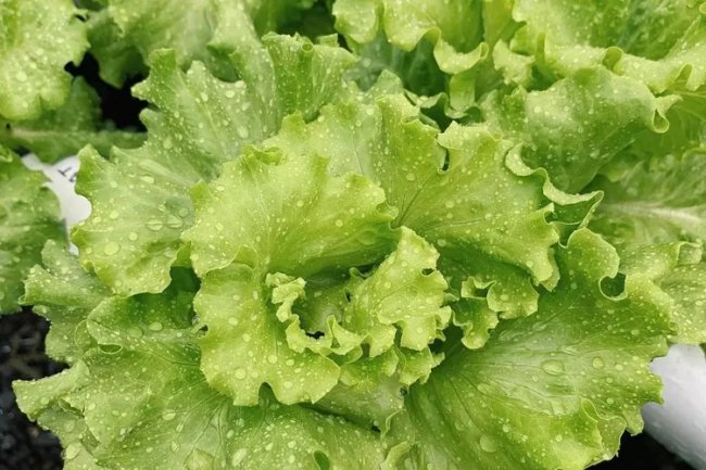 Yuk Intip! 5 Manfaat Daun Selada yang Perlu Kamu Ketahui, Nomor 4 Paling Banyak Dicari Lho