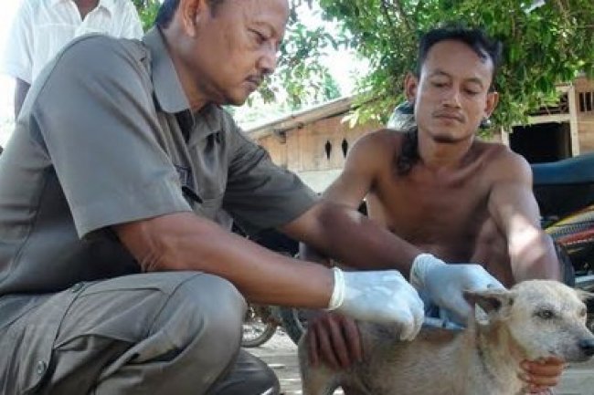 Lagi Main dan Selesai BAB, Tiga Anak di NTB Digigit Anjing Rabies