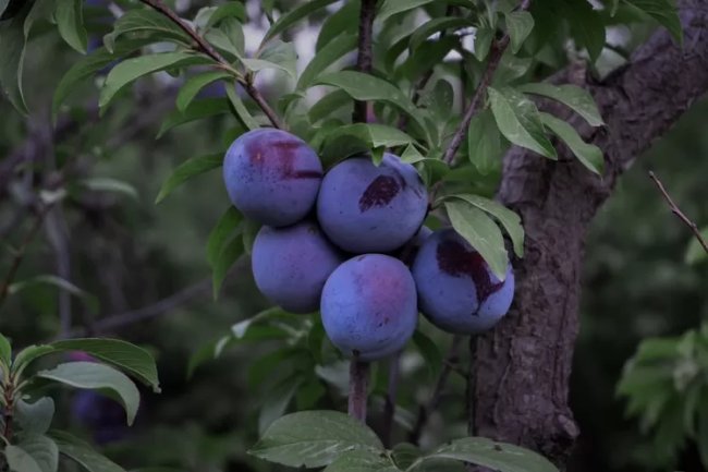 Manfaat Buah Buahan : 3 Khasiat Buah Plum Untuk Kesehatan Tubuh