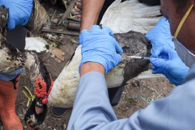 Ratusan Ayam Mati di Kampar, Pemprov Riau: Positif Flu Burung