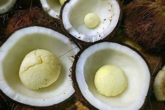 6 Manfaat Kentos Kelapa Selain Tingkatkan Konerja Otak, Juga Cegah Penyakit Jantung, Nomor 5 Perlu Diketahui..